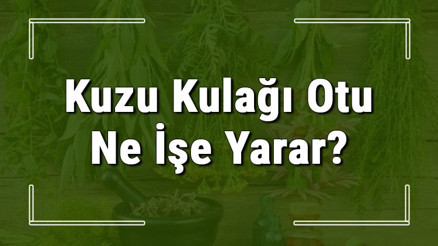 Kuzu kulağı otu nedir, ne işe yarar ve nerede yetişir Kuzu kulağı otunun faydaları nelerdir ve neye iyi gelir