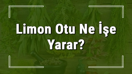 Limon otu nedir, ne işe yarar ve nerede yetişir Limon otunun faydaları nelerdir ve neye iyi gelir Limon otu nedir, ne işe yarar ve nerede yetişir Limon otunun faydaları nelerdir ve neye iyi gelir