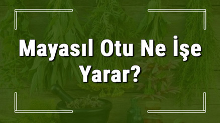 Mayasıl otu nedir, ne işe yarar ve nerede yetişir Mayasıl otunun faydaları nelerdir ve neye iyi gelir