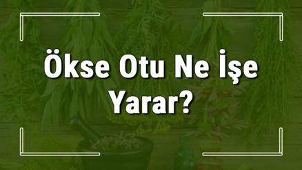 Ökse otu nedir, ne işe yarar ve nerede yetişir Ökse otunun faydaları nelerdir ve neye iyi gelir