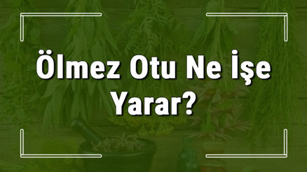 Ölmez otu nedir, ne işe yarar ve nerede yetişir Ölmez otunun faydaları nelerdir ve neye iyi gelir