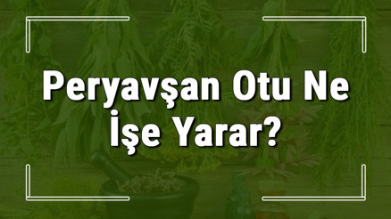 Peryavşan otu nedir, ne işe yarar ve nerede yetişir Peryavşan otunun faydaları nelerdir ve neye iyi gelir Peryavşan otu nedir, ne işe yarar ve nerede yetişir Peryavşan otunun faydaları nelerdir ve neye iyi gelir