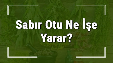 Sabır otu nedir, ne işe yarar ve nerede yetişir Sabır otunun faydaları nelerdir ve neye iyi gelir