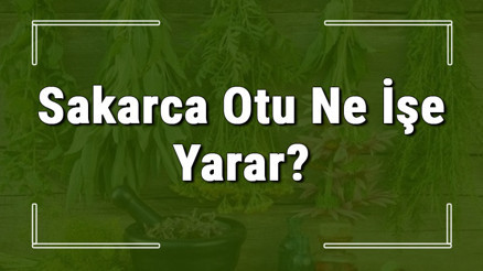 Sakarca otu nedir, ne işe yarar ve nerede yetişir Sakarca otunun faydaları nelerdir ve neye iyi gelir