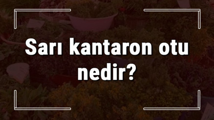 Sarı kantaron otu nedir, ne işe yarar ve nerede yetişir Sarı kantaron otunun faydaları nelerdir ve neye iyi gelir Sarı kantaron otu nedir, ne işe yarar ve nerede yetişir Sarı kantaron otunun faydaları nelerdir ve neye iyi gelir