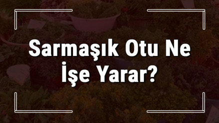 Sarmaşık otu nedir, ne işe yarar ve nerede yetişir Sarmaşık otunun faydaları nelerdir ve neye iyi gelir