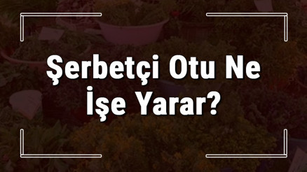Şerbetçi otu nedir, ne işe yarar ve nerede yetişir Şerbetçi otunun faydaları nelerdir ve neye iyi gelir Şerbetçi otu nedir, ne işe yarar ve nerede yetişir Şerbetçi otunun faydaları nelerdir ve neye iyi gelir