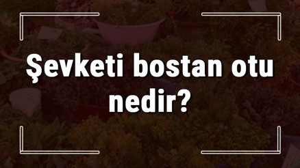 Şevketi bostan otu nedir, ne işe yarar ve nerede yetişir Şevketi bostan otunun faydaları nelerdir ve neye iyi gelir