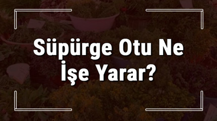 Süpürge otu nedir, ne işe yarar ve nasıl kullanılır Süpürge otunun faydaları nelerdir ve neye iyi gelir