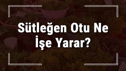 Sütleğen otu nedir, ne işe yarar ve nasıl kullanılır Sütleğen otunun faydaları nelerdir ve neye iyi gelir Sütleğen otu nedir, ne işe yarar ve nasıl kullanılır Sütleğen otunun faydaları nelerdir ve neye iyi gelir