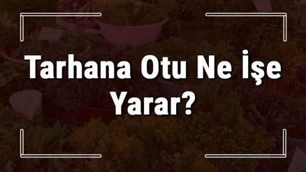 Tarhana otu nedir, ne işe yarar ve nerede yetişir Tarhana otunun faydaları nelerdir ve neye iyi gelir