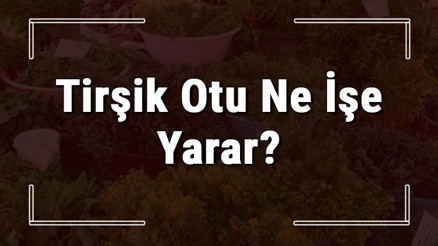 Tirşik otu nedir, ne işe yarar ve nerede yetişir Tirşik otunun faydaları nelerdir ve neye iyi gelir