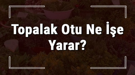 Topalak otu nedir, ne işe yarar ve nasıl kullanılır Topalak otunun faydaları nelerdir ve neye iyi gelir