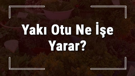 Yakı otu nedir, ne işe yarar ve nerede yetişir Yakı otunun faydaları nelerdir ve neye iyi gelir