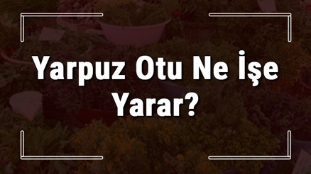Yarpuz otu nedir, ne işe yarar ve nerede yetişir Yarpuz otunun faydaları nelerdir ve neye iyi gelir