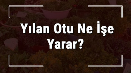 Yılan otu nedir, ne işe yarar ve nerede yetişir Yılan otunun faydaları nelerdir ve neye iyi gelir