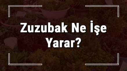 Zuzubak otu nedir, ne işe yarar ve nerede yetişir Zuzubuk bitkisi faydaları nelerdir ve neye iyi gelir