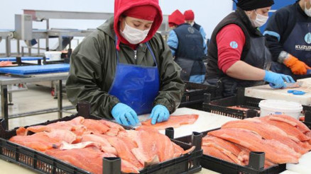 Karadeniz somonu ihracatı yüzde 275 arttı