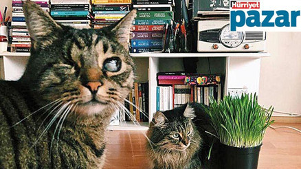 Biz ayrılıyoruz da kediler kimde kalacak