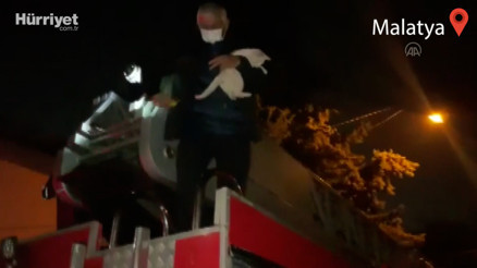 Ağaçta mahsur kalan kediyi itfaiye kurtardı