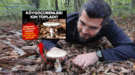 Onları ben topladım... Kaybolan zehirli mantarların ardından 25 yıllık acı bir hikaye çıktı