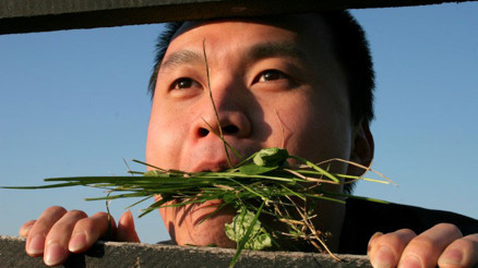 Şehir efsanesi değil gerçek bir hastalık: Öküz sendromu