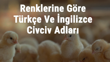 Civciv İsimleri - En Güzel Renklerine Göre Türkçe Ve İngilizce Civciv Adları Ve Anlamları Civciv İsimleri - En Güzel Renklerine Göre Türkçe Ve İngilizce Civciv Adları Ve Anlamları