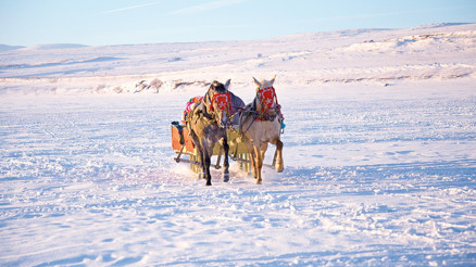 Kars Peynir Rotası: Bir lezzet ve tabiat şölenine davet ediyor