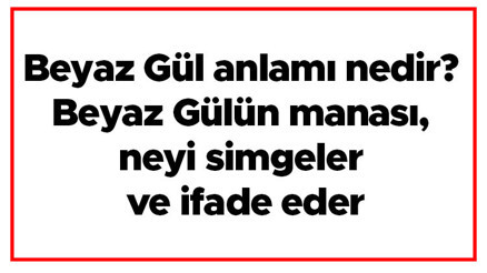 Beyaz Gül anlamı nedir Beyaz Gülün manası, neyi simgeler ve ifade eder