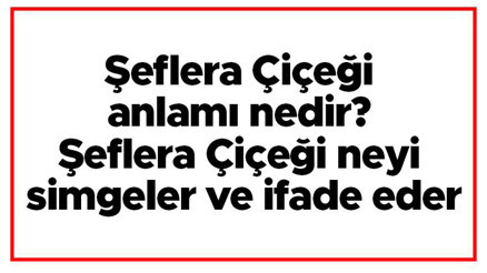 Şeflera Çiçeği anlamı nedir Şeflera Çiçeği neyi simgeler ve ifade eder Şeflera Çiçeği anlamı nedir Şeflera Çiçeği neyi simgeler ve ifade eder
