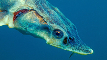 Sularımızda görülmeyen milyonluk balık gölde ortaya çıktı Nasıl geldiler