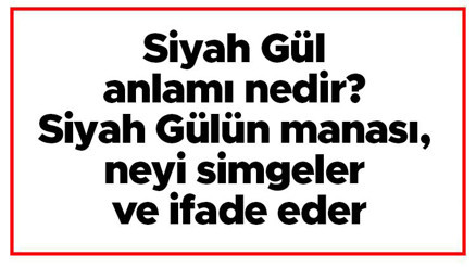 Siyah Gül anlamı nedir Siyah Gülün manası, neyi simgeler ve ifade eder