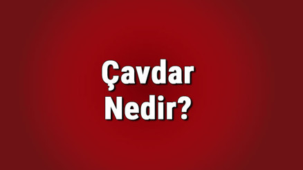 Çavdar nedir, ne işe yarar Çavdar nerede hangi ilde yetişir Çavdar ekmeğinin beyaz ekmeğe göre faydaları..