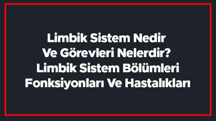 Limbik Sistem Nedir Ve Görevleri Nelerdir Limbik Sistem Bölümleri, Fonksiyonları Ve Hastalıkları