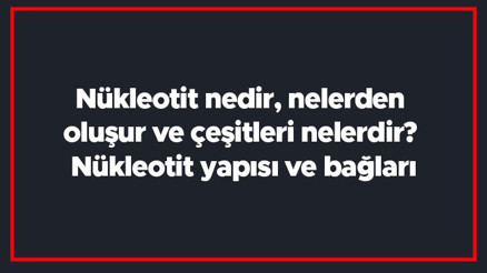 Nükleotit nedir, nelerden oluşur ve çeşitleri nelerdir Nükleotit yapısı ve bağları Nükleotit nedir, nelerden oluşur ve çeşitleri nelerdir Nükleotit yapısı ve bağları