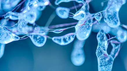 Sperm hareketliliği ve infertilite Sperm hareketliliği ve infertilite