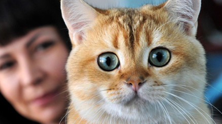 Avustralyada kedilere sokağa çıkma yasağı getirildi