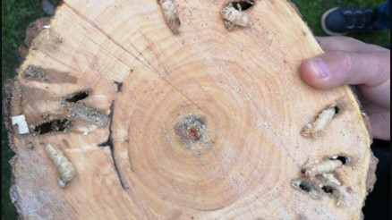 Larva nedir Larvalar nasıl oluşur Larva oluşumu hakkında bilgiler