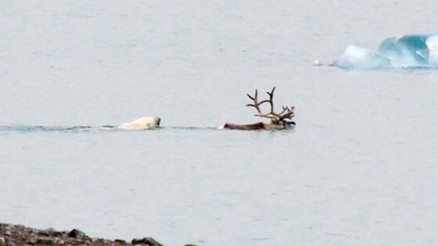 Fok bulamayınca geyik avlıyorlar