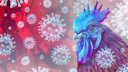 Kuş gribi tehdidi büyüyor... Bulaşma oranı az, öldürücülüğü yüksek