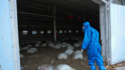 Japonyada kuş gribi yayılıyor 67 bin tavuğun itlaf edilecek