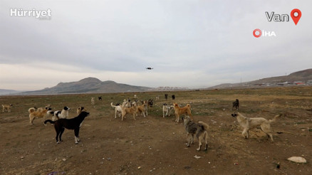 Köpeklerin drone ile imtihanı kamerada