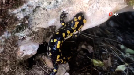 Batman’da nesli tükenmekte olan ‘Türk semenderi’ görüldü