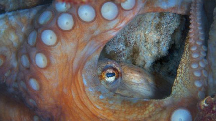 Akdenizde 62 türün nesli tehlike altında Akdenizde 62 türün nesli tehlike altında