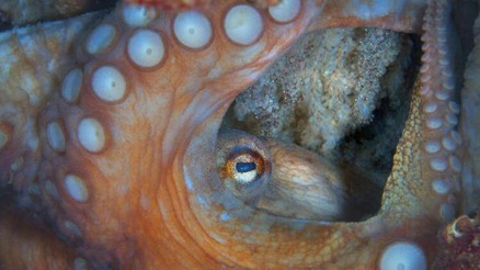 Akdenizde 62 türün nesli tehlike altında Akdenizde 62 türün nesli tehlike altında