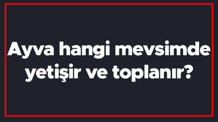 Ayva hangi mevsimde yetişir ve toplanır Ayva en taze hangi ayda markette olur ve bulunur Ayva hangi mevsimde yetişir ve toplanır Ayva en taze hangi ayda markette olur ve bulunur
