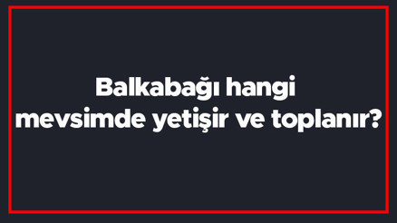 Balkabağı hangi mevsimde yetişir ve toplanır Balkabağı en taze hangi ayda markette olur ve bulunur Balkabağı hangi mevsimde yetişir ve toplanır Balkabağı en taze hangi ayda markette olur ve bulunur