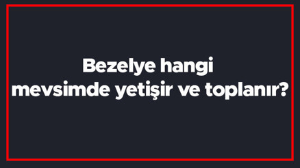 Bezelye hangi mevsimde yetişir ve toplanır Bezelye en taze hangi ayda markette olur ve bulunur Bezelye hangi mevsimde yetişir ve toplanır Bezelye en taze hangi ayda markette olur ve bulunur