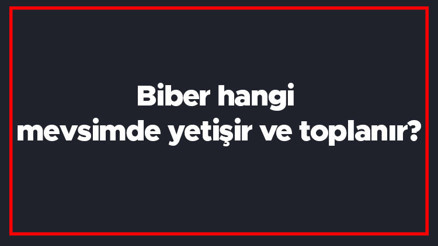 Biber hangi mevsimde yetişir ve toplanır Biber en taze hangi ayda markette olur ve bulunur Biber hangi mevsimde yetişir ve toplanır Biber en taze hangi ayda markette olur ve bulunur