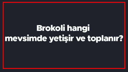 Brokoli hangi mevsimde yetişir ve toplanır Brokoli en taze hangi ayda markette olur ve bulunur Brokoli hangi mevsimde yetişir ve toplanır Brokoli en taze hangi ayda markette olur ve bulunur